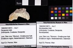 Foto (Objket + Etiketten) von Mundopsidae indet. 